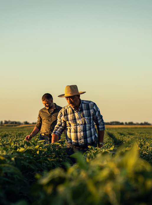 People working in a field
