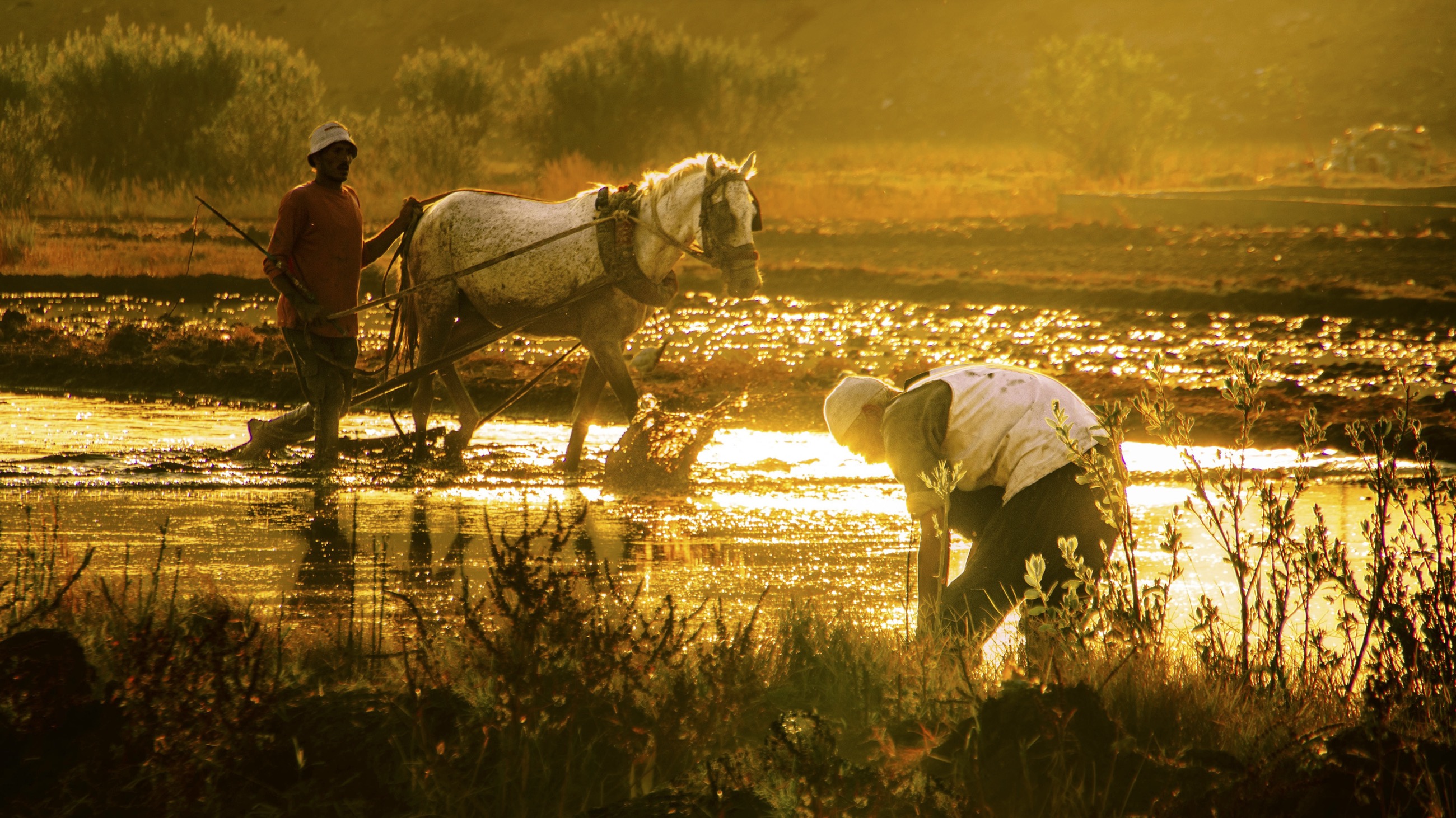 Agriculture 