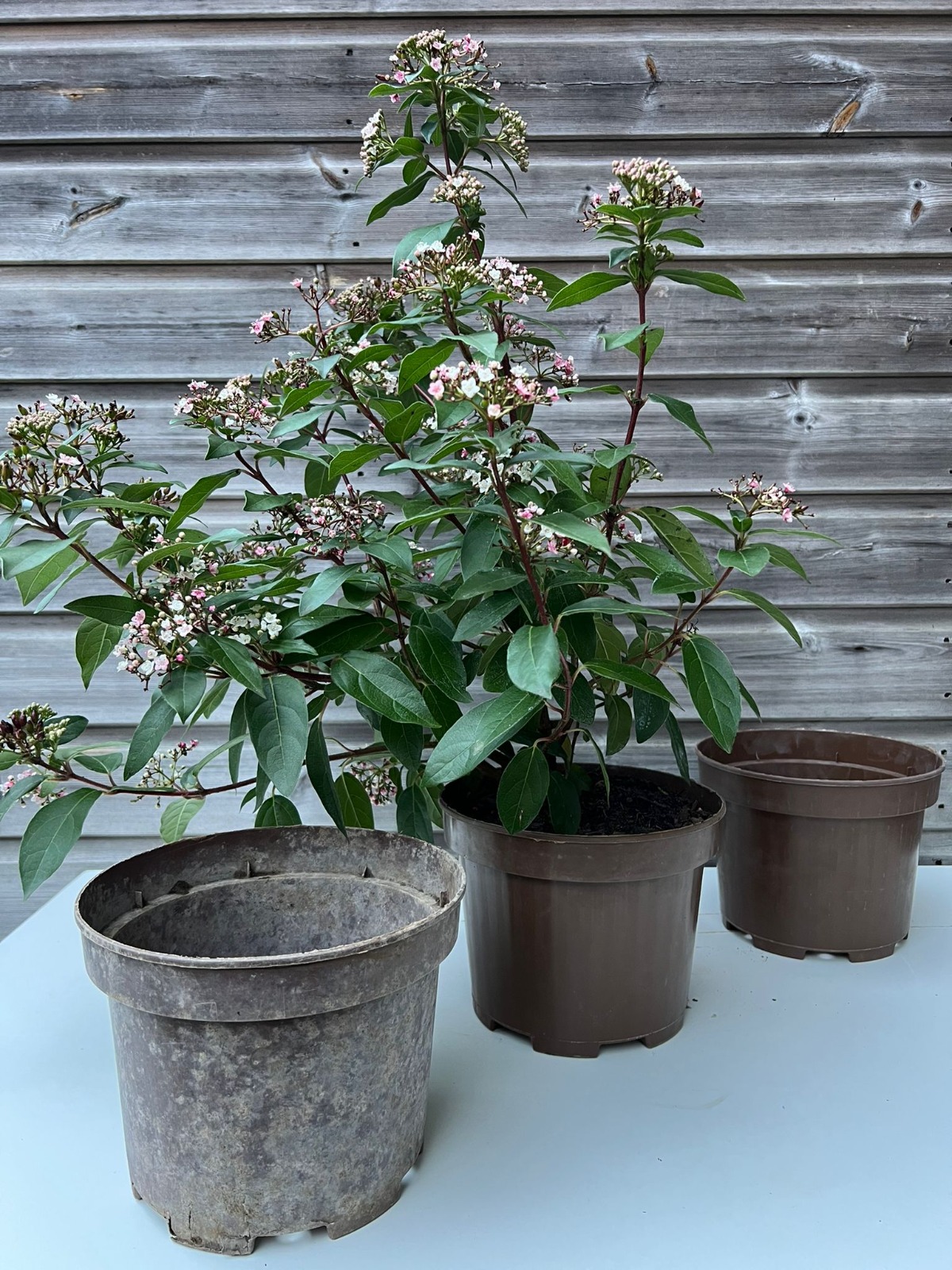 📊 New Global Analyses Show Pathways to Ending Plastic Pollution — and the Critical Role of Biodegradable Innovation 🌱